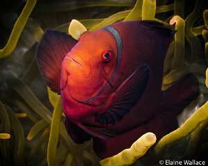 Maroon anemone fish by Elaine Wallace 